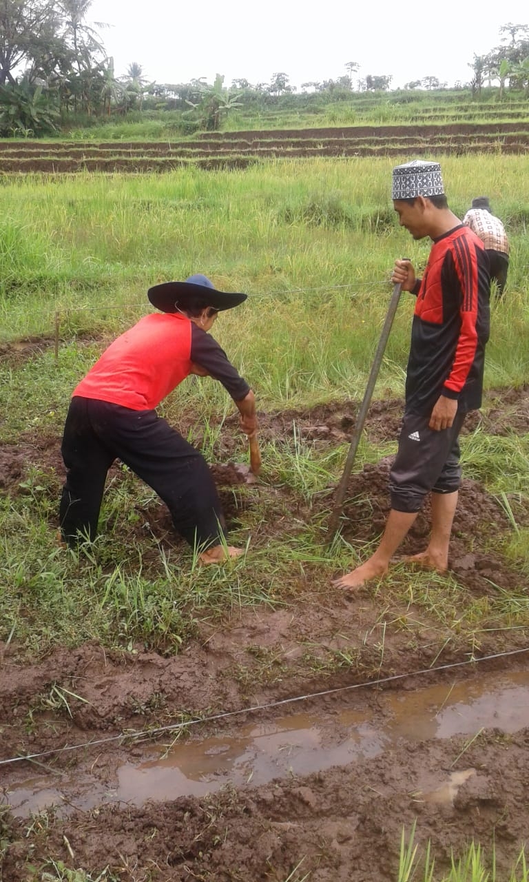 PETANI MUDA KERTAYASA