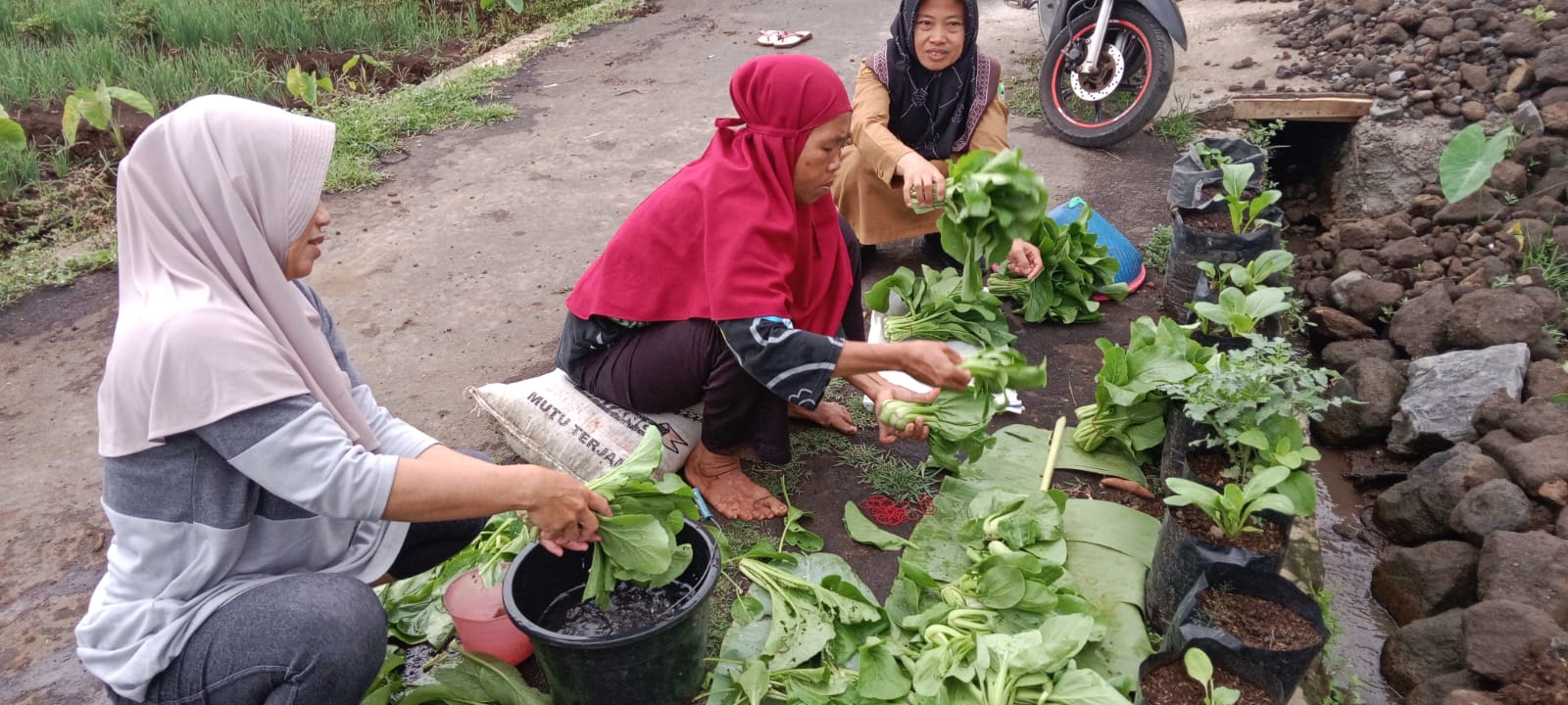 Program TPJ KWT Desa Kertayasa Dukung Ketahanan Pangan dan Pemberdayaan Perempuan